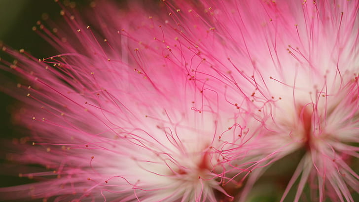 Pink flowers, macro photography, flowers, HD wallpaper