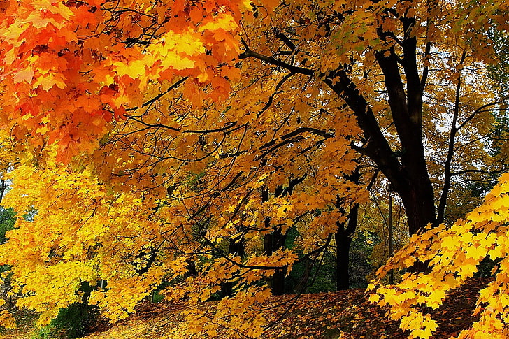 fall images for desktop background, autumn, change, tree, plant