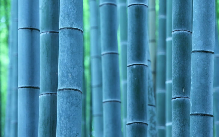 nature, plants, photography, bamboo, trees, HD wallpaper