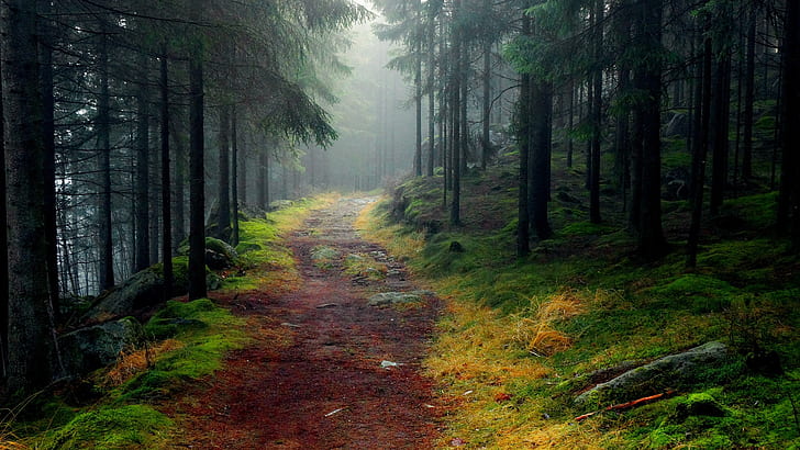Nature landscape, forest, trees, road, mist, HD wallpaper