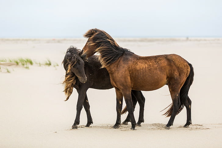 Horses friendship, steam, weasel, mane, wind, sand