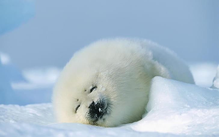 winter snow white happy seals animals sleeping Nature Seasons HD Art, HD wallpaper