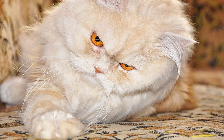 cat, persian cat, carpet, Grumpy Cat, animal themes, domestic cat, HD wallpaper