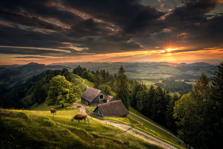 forest, the sky, sunset, hills, Switzerland, cows, meadow, the view from the top