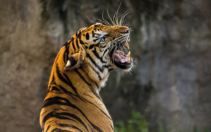 tiger, roaring, zoo, 4k, 8k, HD
