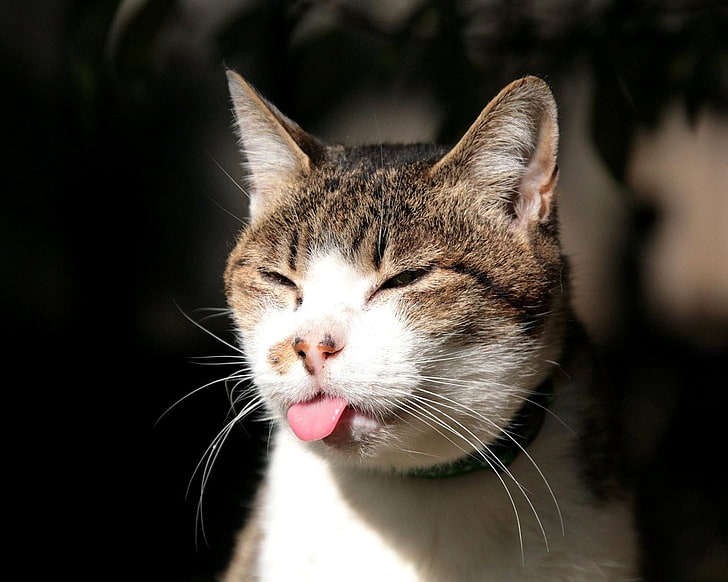 selective focus photography of brown tabby cat, tongue out, mammal