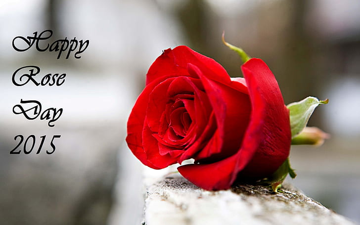 2880x1800px | free download | HD wallpaper: Happy Rose Day Images 04 |  Wallpaper Flare