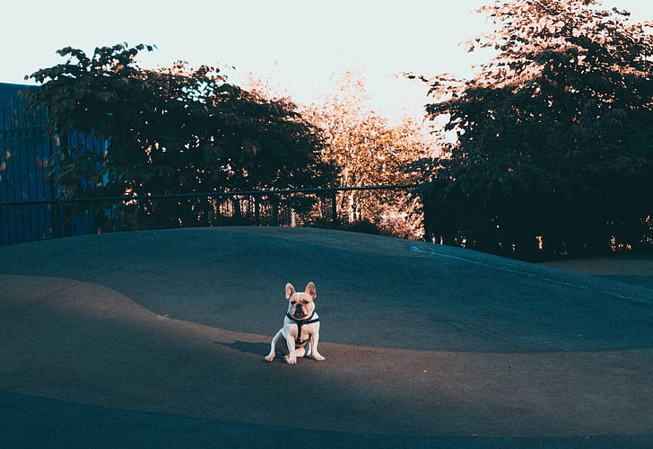dog, park, small, pet, French Bulldog, HD wallpaper
