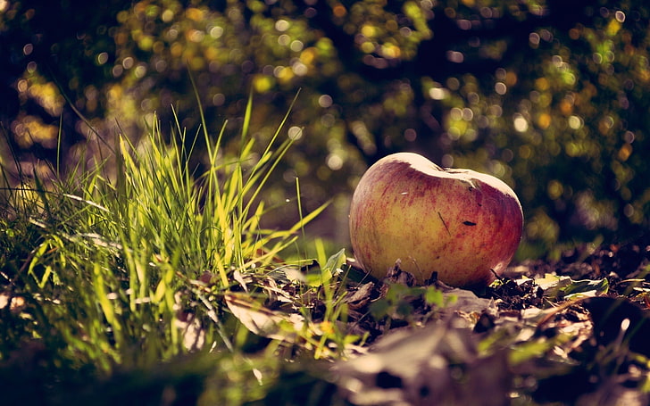 red apple fruit, photography, macro, leaves, apples, grass, bokeh