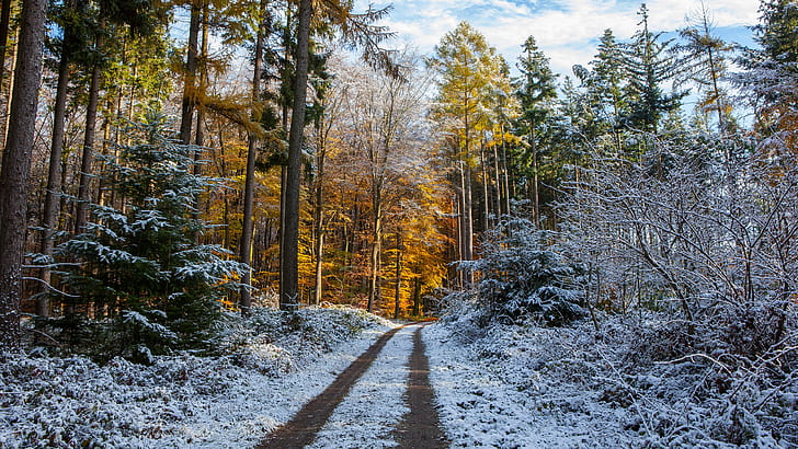dirt road, snow, winter, forest, nature, trees