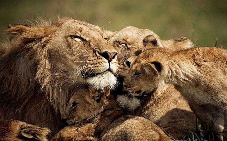 Lions Love A Family Of Lion Desktop Wallpaper Hd 2560×1600