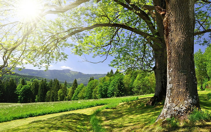 Summer forest trees, grass, green, sun glare, HD wallpaper