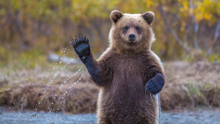 Alaska grizzly bear, say hi, HD wallpaper