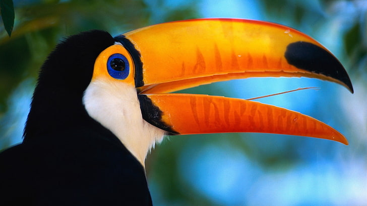 toco toucan, beak, bird, exotic, nature, wildlife, animal, tropical Climate