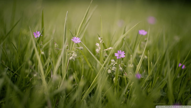 purple flowers, grass, nature, plants, flowering plant, freshness, HD wallpaper