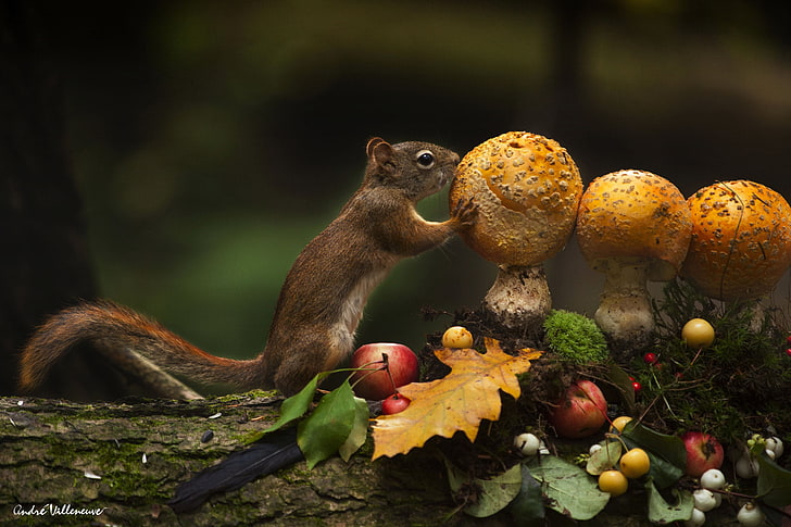 squirrel, mammals, animals, mushroom, food, animal wildlife, HD wallpaper