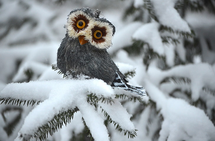 HD wallpaper: owl 4k background desktop, winter, cold temperature, snow,  animal themes | Wallpaper Flare