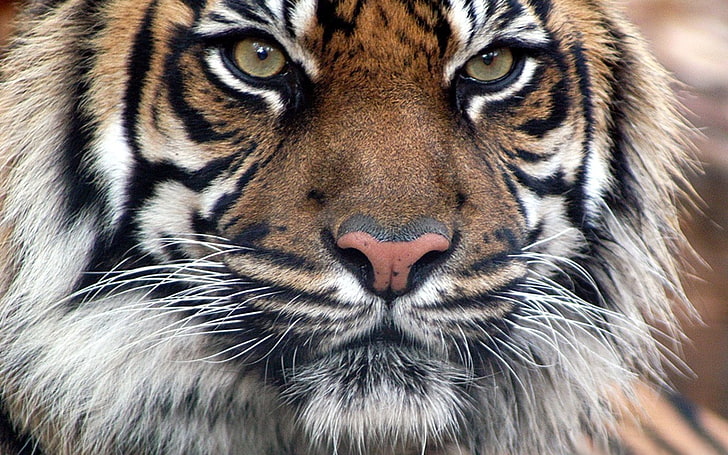 tiger head photo, fur, muzzle, eyes, predatory, animal, wildlife, HD wallpaper