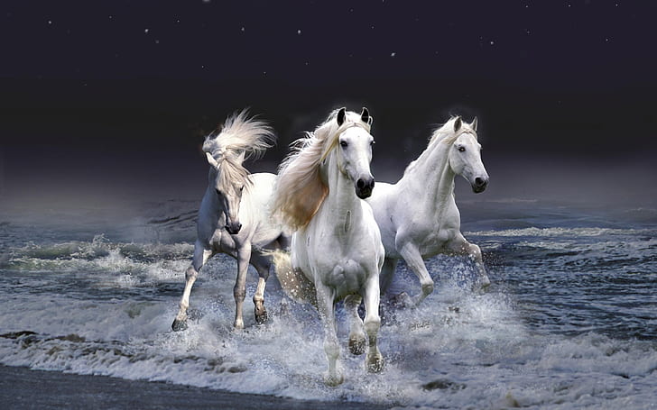 HD wallpaper: Three White Horses, white three horse | Wallpaper Flare