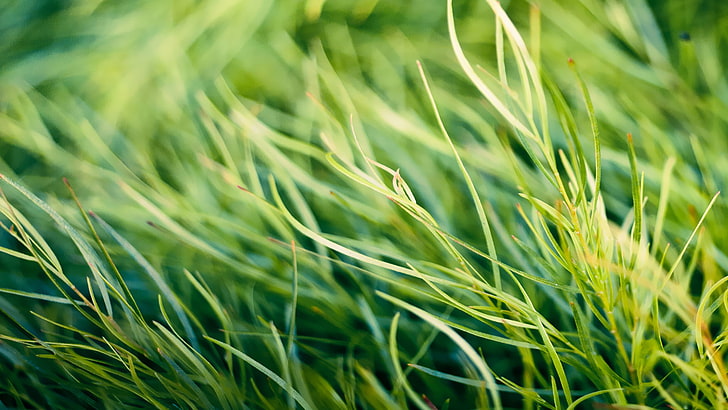 green grass, nature, macro, plants, green color, growth, agriculture, HD wallpaper