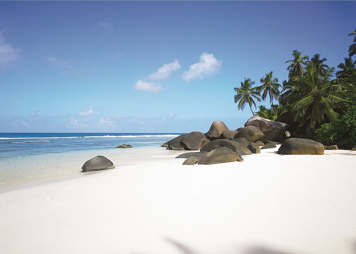 Paradise White S Beach Seychelles, palm trees, tropical, nature, HD wallpaper