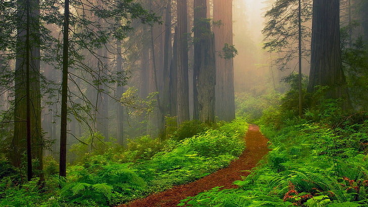 national park, united states, california, path, woods, redwood, HD wallpaper