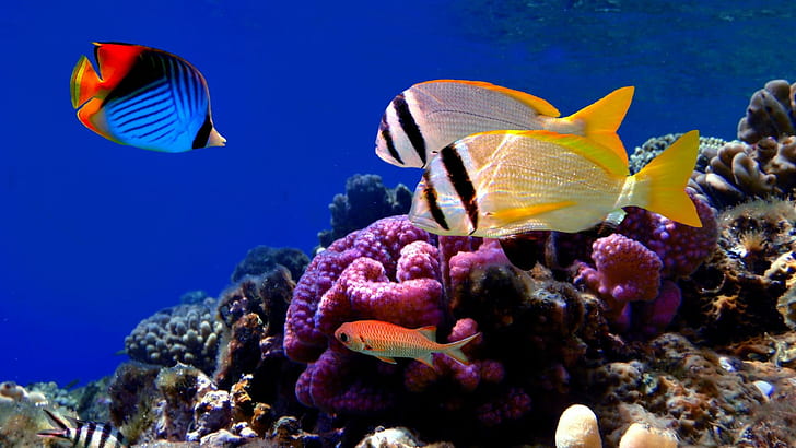 Colorful Corals Fish, three blue, yellow and grey fishes, reefs, HD wallpaper