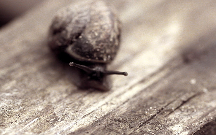 brown snail, macro, animals, sepia, wooden surface, close-up, HD wallpaper