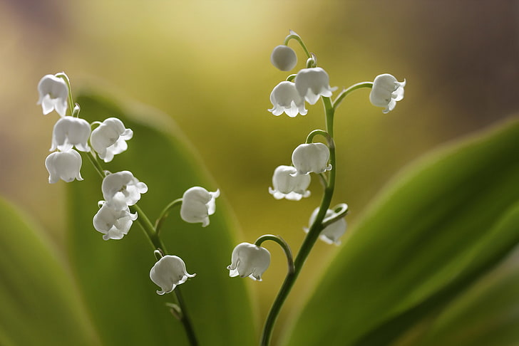 white lily of the valley flowers, background, lilies of the valley