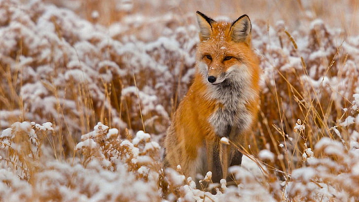 HD wallpaper: fox, winter, wildlife, wild animal, cute, snow, animal themes  | Wallpaper Flare