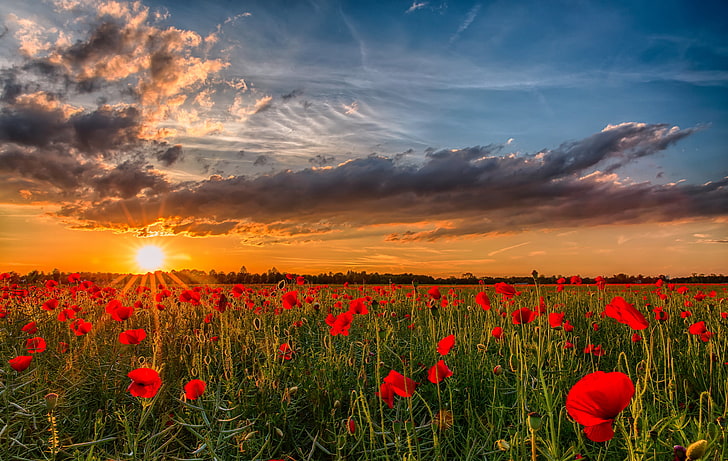 red poppy flower field, the sun, sunset, flowers, nature, photo