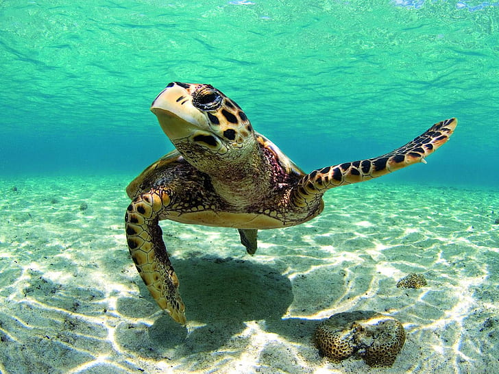 Beautiful Turtle in the Caribbean Sea, brown and black tortoise, HD wallpaper