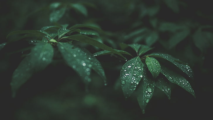 green leaf plant, selective focus photograph of leaves with water dew, HD wallpaper