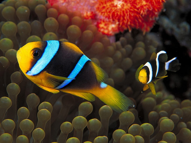 sea, underwater, sea anemones, fish, clownfish, sea life, animal, HD wallpaper