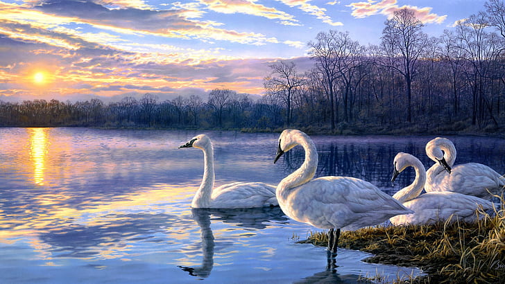 Art painting swan lake sunset landscape, flock of swan