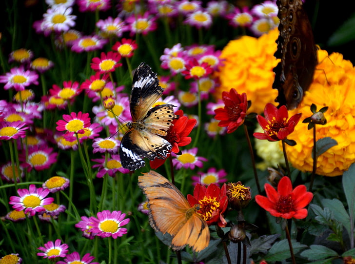 Butterfly and Colorful Flowers, Nature, Butterflies, Cincinnati, HD wallpaper