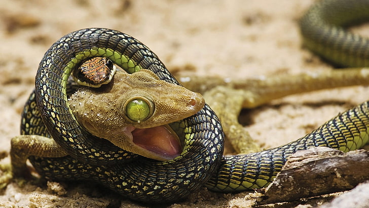 gecko and snake, lizards, green eyes, digital art, reptiles, animals