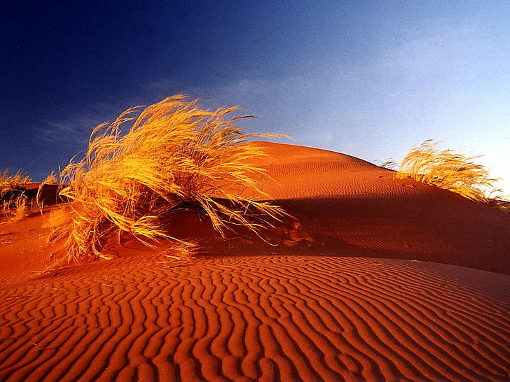 africa, bushes, desert, deserts, dunes, namib, sand