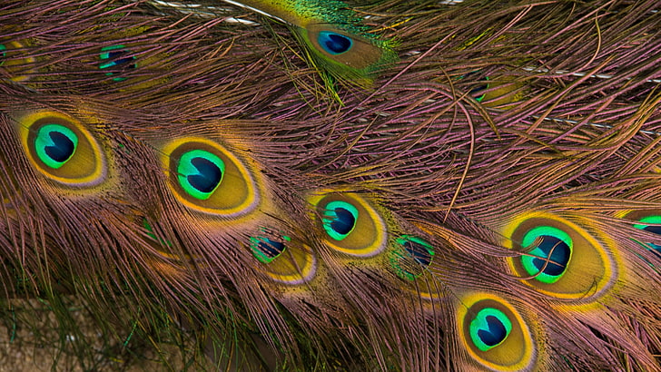 brown and blue peacock feather, feathers, texture, background, HD wallpaper