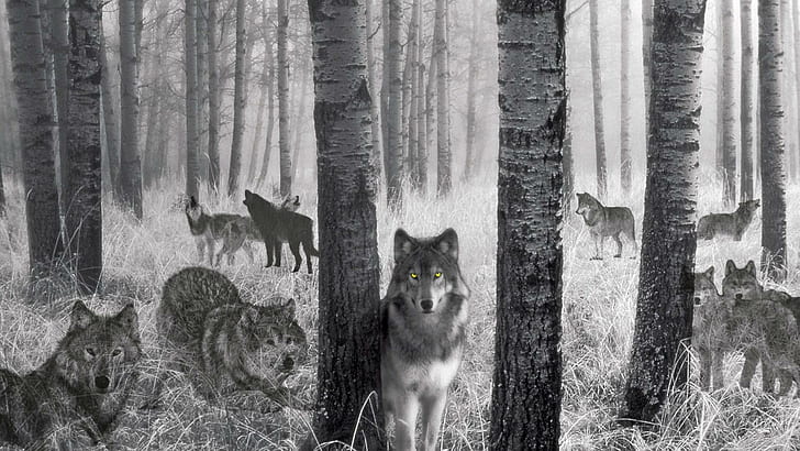 Wolf Spirits Of The Woods, wolf pack painting, grey wolf, nature, HD wallpaper