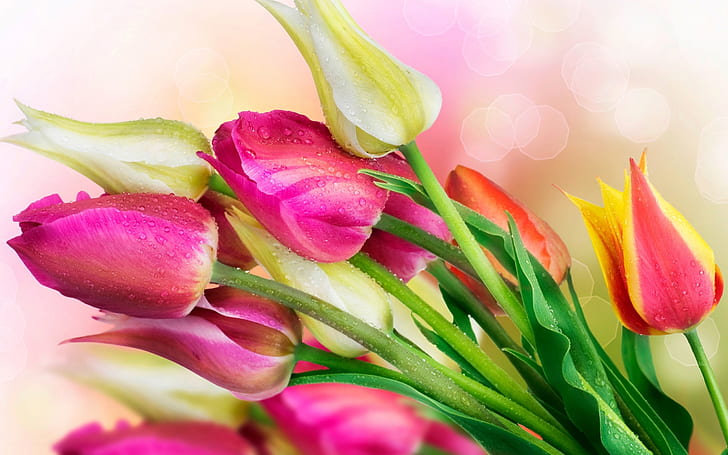 Flowers, tulips, water droplets, HD wallpaper