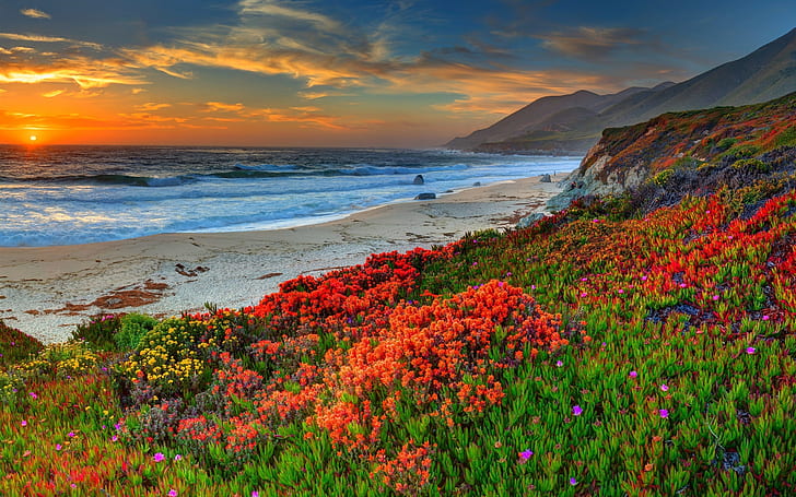 Beach, sea, coast, flowers, sunset, the golden hour; red petaled flower field, HD wallpaper