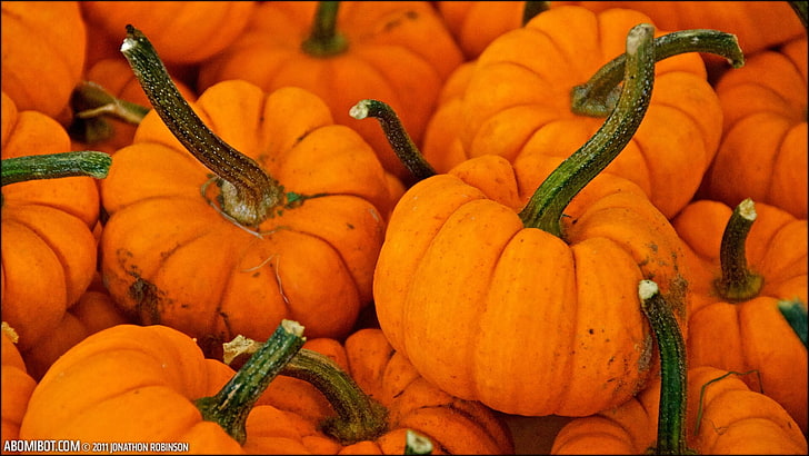 pumpkin, fall, Halloween, october, orange, food and drink, freshness, HD wallpaper