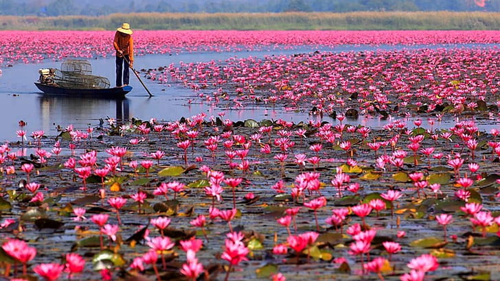 Red Lotus Lake Color Pink Lotus Udon Thani Talay Bua Dang Wallpaper Hd For Desktop Full Screen 1920×1080, HD wallpaper