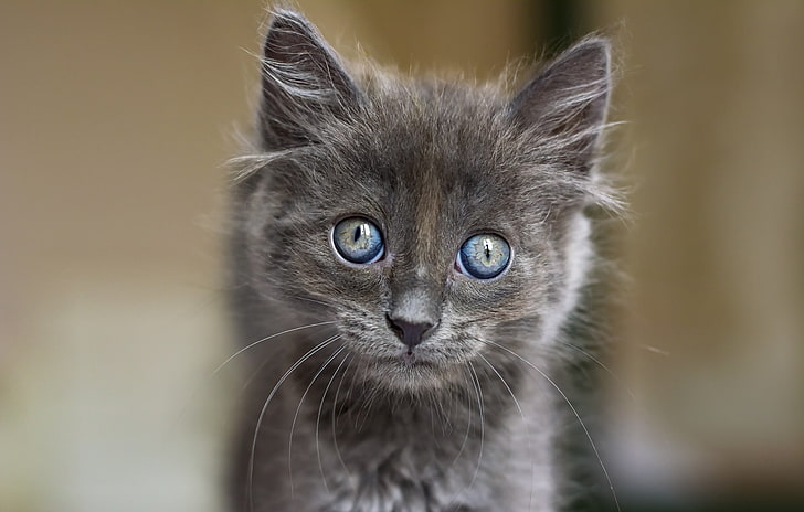 cat, animals, kittens, blue eyes, animal themes, mammal, pets, HD wallpaper