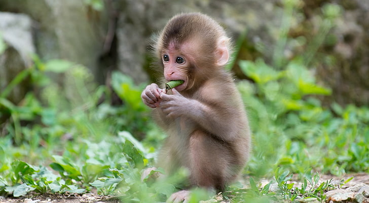 Baby Macaque Monkey, brown monkey, Animals, Wild, Cute, macaques, HD wallpaper