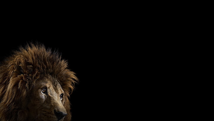 brown lion on black background, photography, mammals, cat, simple background