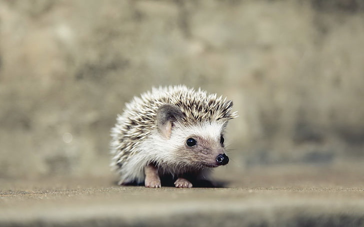 white and brown hedgehog, animals, one animal, mammal, animal wildlife, HD wallpaper