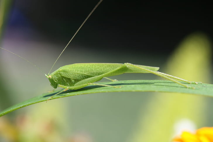 macro photography of green Katydid perched on green leaf, grasshopper, grasshopper