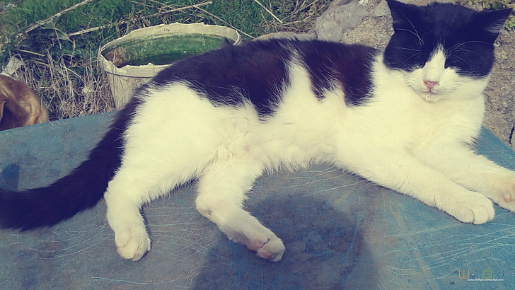 white and black short-fur cat, feline, domestic cat, domestic animals